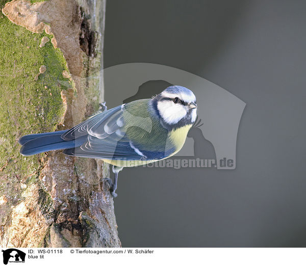 blue tit / WS-01118