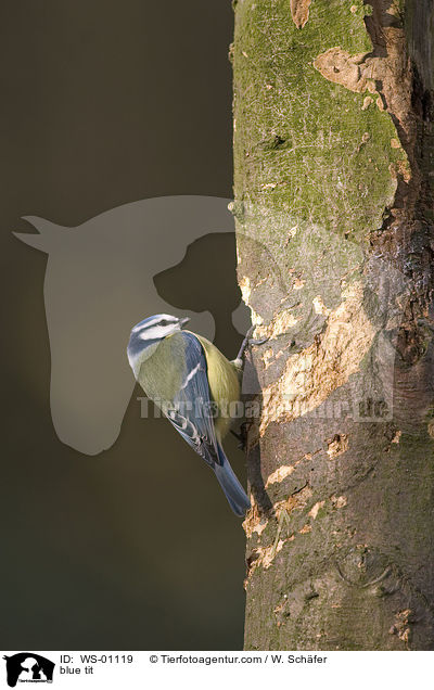 Blaumeise / blue tit / WS-01119