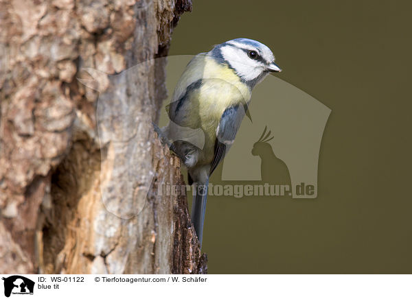 Blaumeise / blue tit / WS-01122