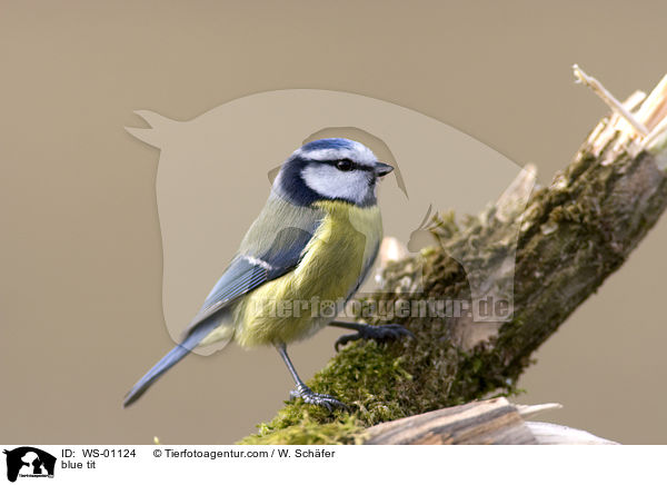 Blaumeise / blue tit / WS-01124