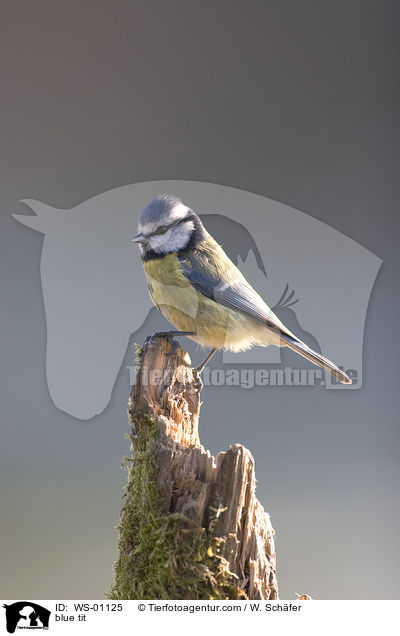 Blaumeise / blue tit / WS-01125