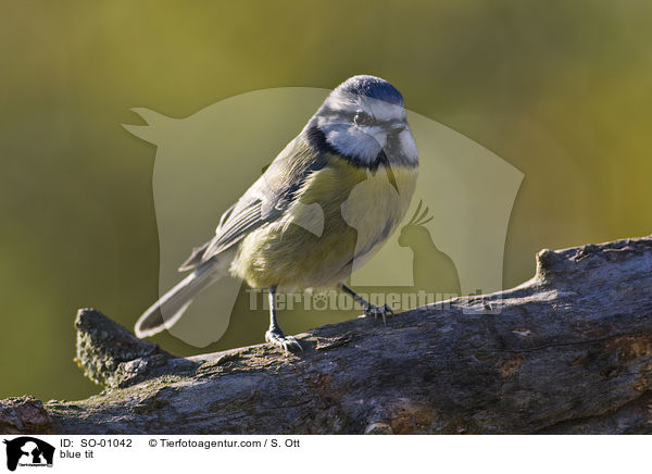Blaumeise / blue tit / SO-01042