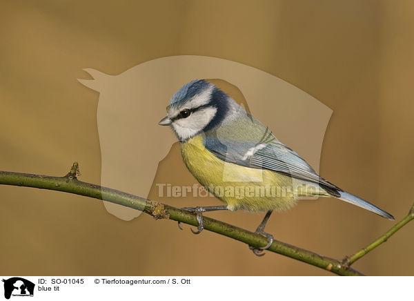 Blaumeise / blue tit / SO-01045