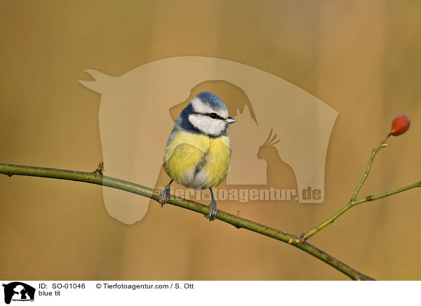 Blaumeise / blue tit / SO-01046