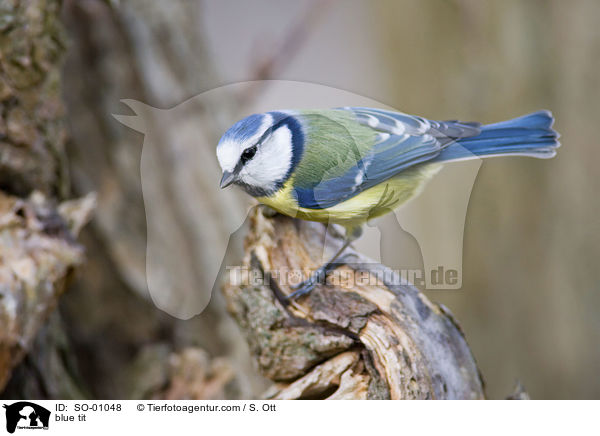 Blaumeise / blue tit / SO-01048