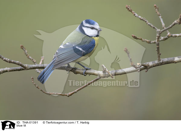 Blaumeise / blue tit / THA-01391