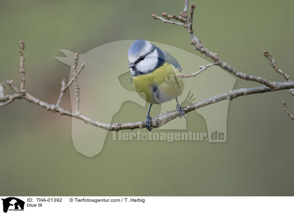 Blaumeise / blue tit / THA-01392