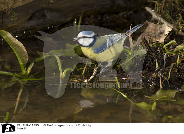 Blaumeise / blue tit / THA-01395