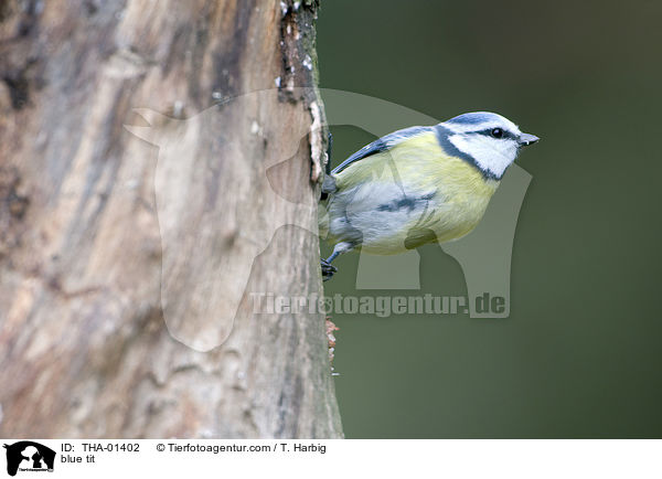 Blaumeise / blue tit / THA-01402