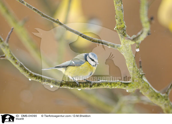 Blaumeise / bluetit / DMS-04090