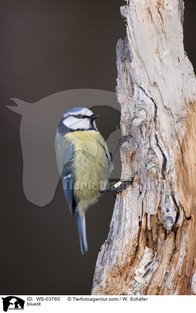 Blaumeise / bluetit / WS-03760