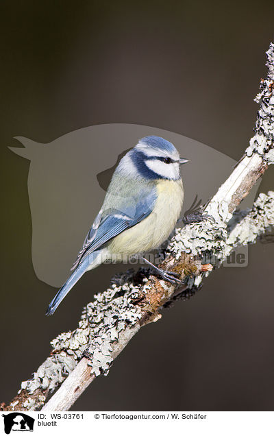 bluetit / WS-03761