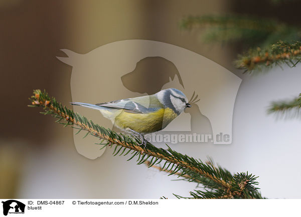 bluetit / DMS-04867