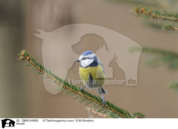 Blaumeise / bluetit / DMS-04869