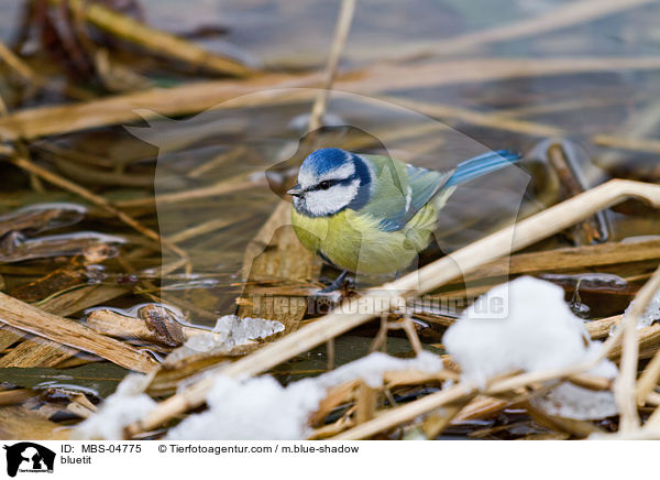 Blaumeise / bluetit / MBS-04775