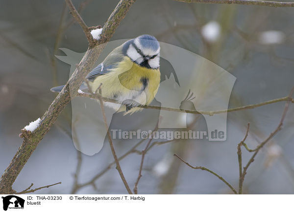 Blaumeise / bluetit / THA-03230