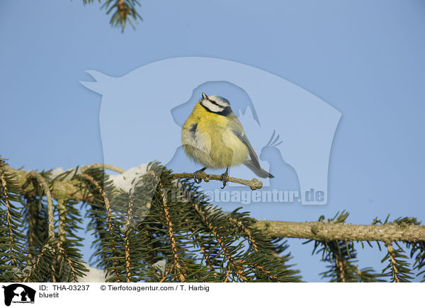 Blaumeise / bluetit / THA-03237