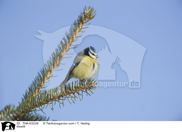Blaumeise / bluetit / THA-03238