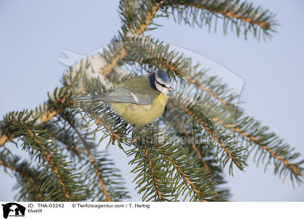 Blaumeise / bluetit / THA-03242