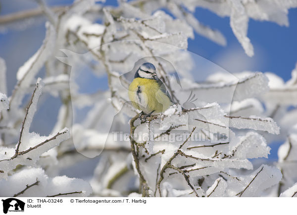 Blaumeise / bluetit / THA-03246