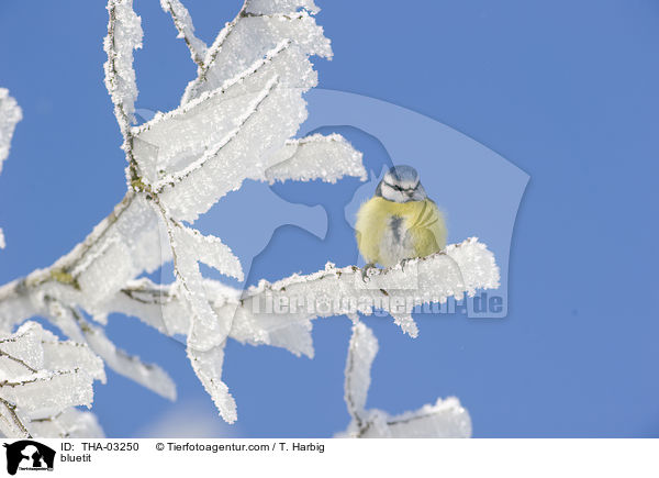 Blaumeise / bluetit / THA-03250