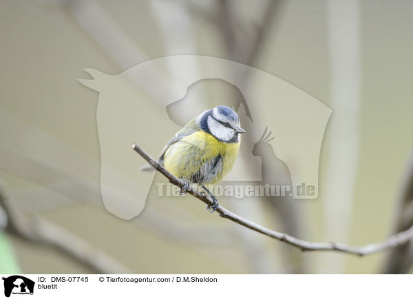Blaumeise / bluetit / DMS-07745