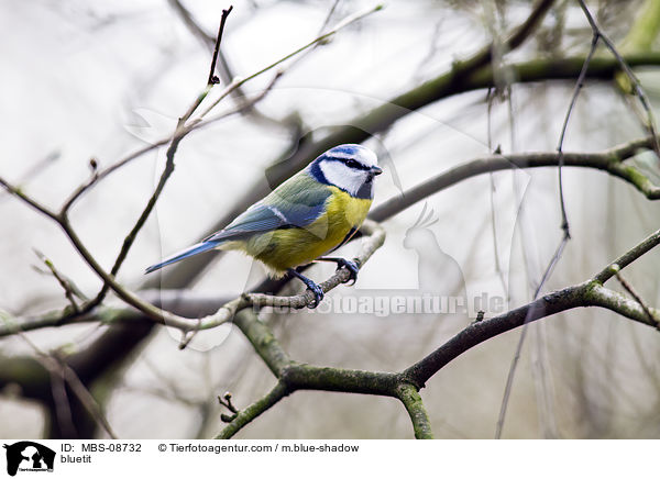Blaumeise / bluetit / MBS-08732