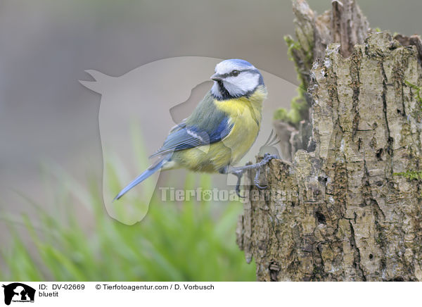 Blaumeise / bluetit / DV-02669