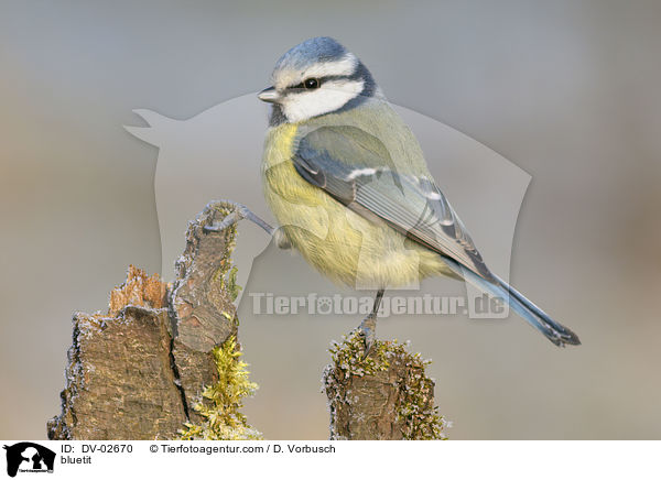 bluetit / DV-02670