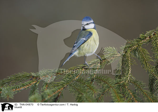 Blaumeise / bluetit / THA-04870