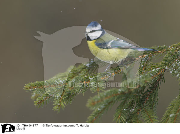 Blaumeise / bluetit / THA-04877