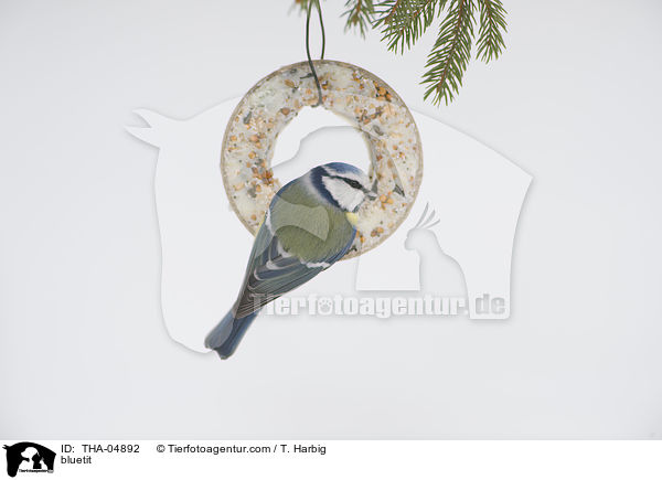 bluetit / THA-04892