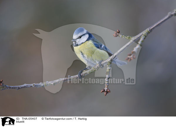 Blaumeise / bluetit / THA-05407