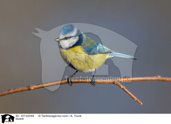 Blaumeise / bluetit / AT-02048