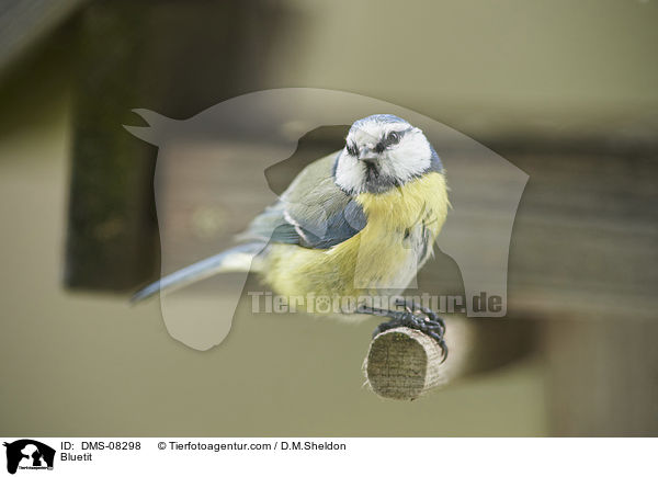 Blaumeise / Bluetit / DMS-08298