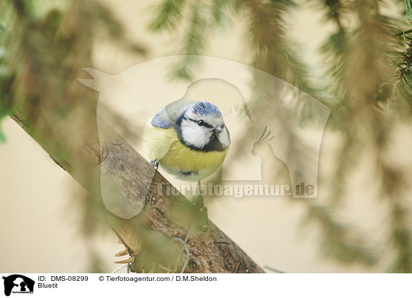 Blaumeise / Bluetit / DMS-08299