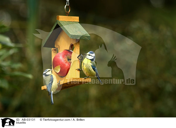Blaumeisen / bluetits / AB-03131