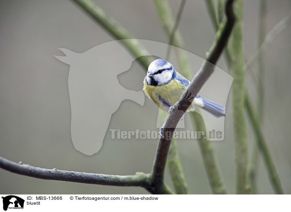 Blaumeise / bluetit / MBS-13666