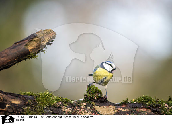 Blaumeise / bluetit / MBS-18513