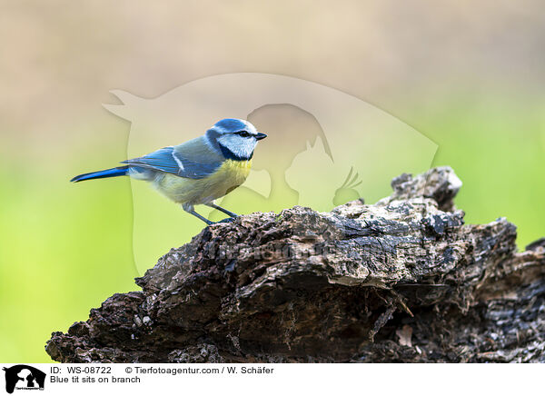 Blue tit sits on branch / WS-08722