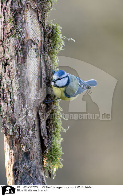 Blue tit sits on branch / WS-08723