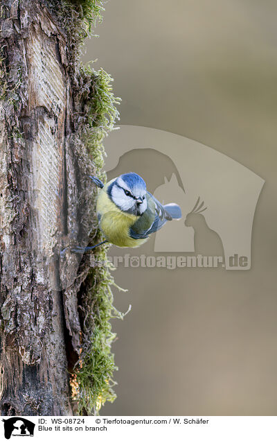 Blaumeise sitzt auf Ast / Blue tit sits on branch / WS-08724