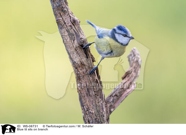 Blaumeise sitzt auf Ast / Blue tit sits on branch / WS-08731