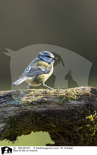 Blue tit sits on branch / WS-08735