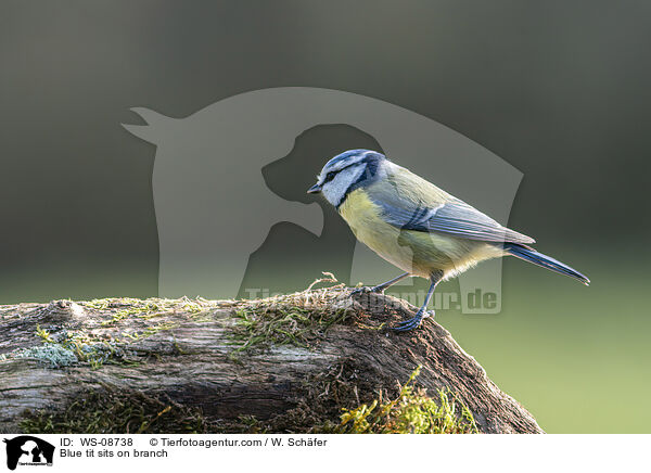 Blue tit sits on branch / WS-08738