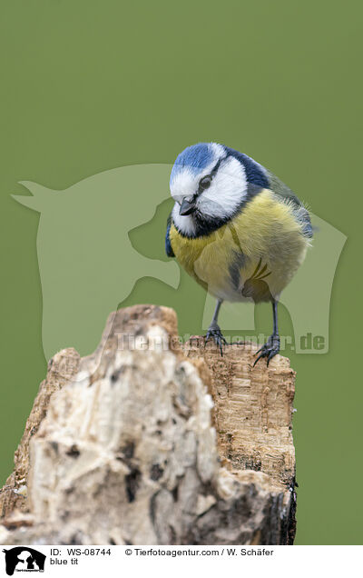 Blaumeise / blue tit / WS-08744