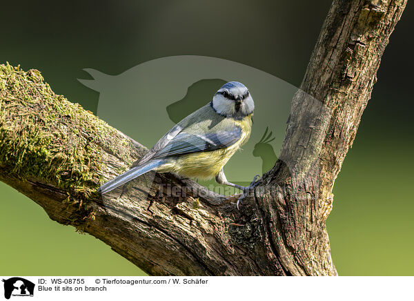 Blue tit sits on branch / WS-08755