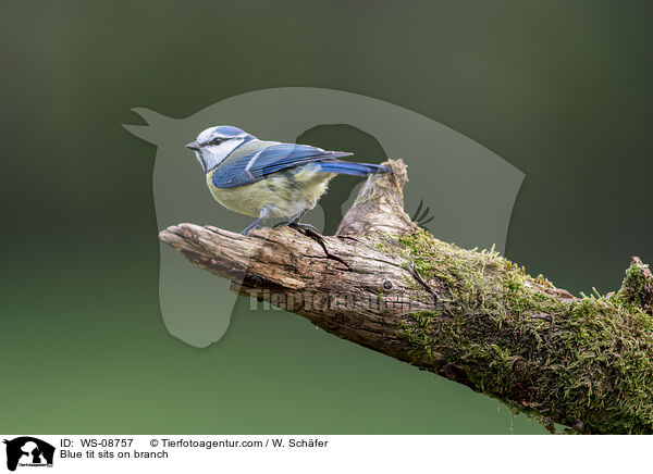 Blaumeise sitzt auf Ast / Blue tit sits on branch / WS-08757