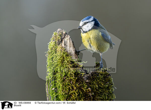 Blaumeise / Bluetit / WS-08868