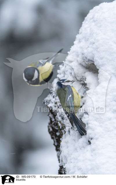 Blaumeisen / bluetits / WS-09170